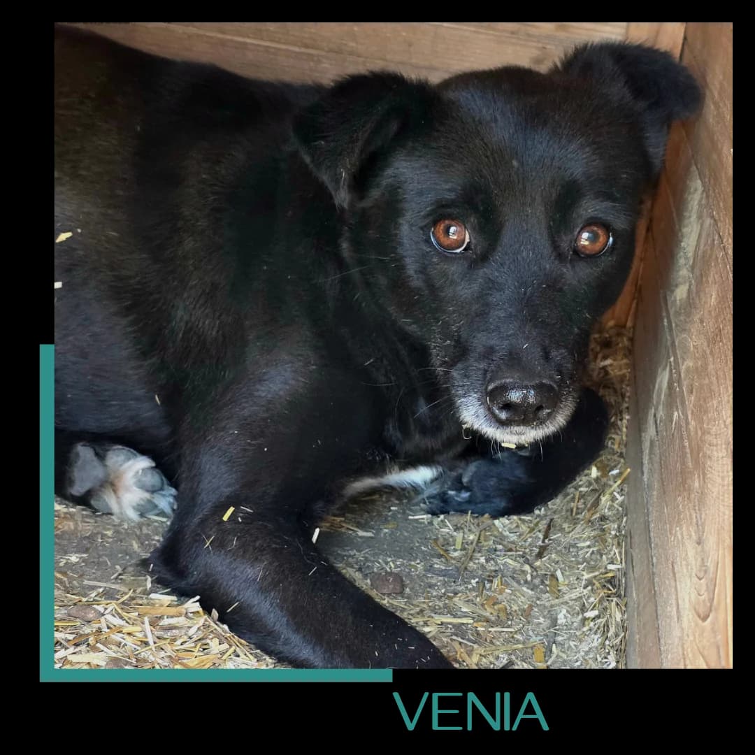 VENIA, female young Mixed Breed for adoption at Tiernothilfe Zweite Chance e.V., Bitterfeld - Wolfen