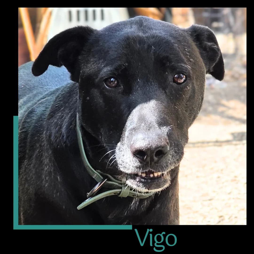 Vigo, male 4yo Mixed Breed for adoption at Tiernothilfe Zweite Chance e.V., Bitterfeld - Wolfen