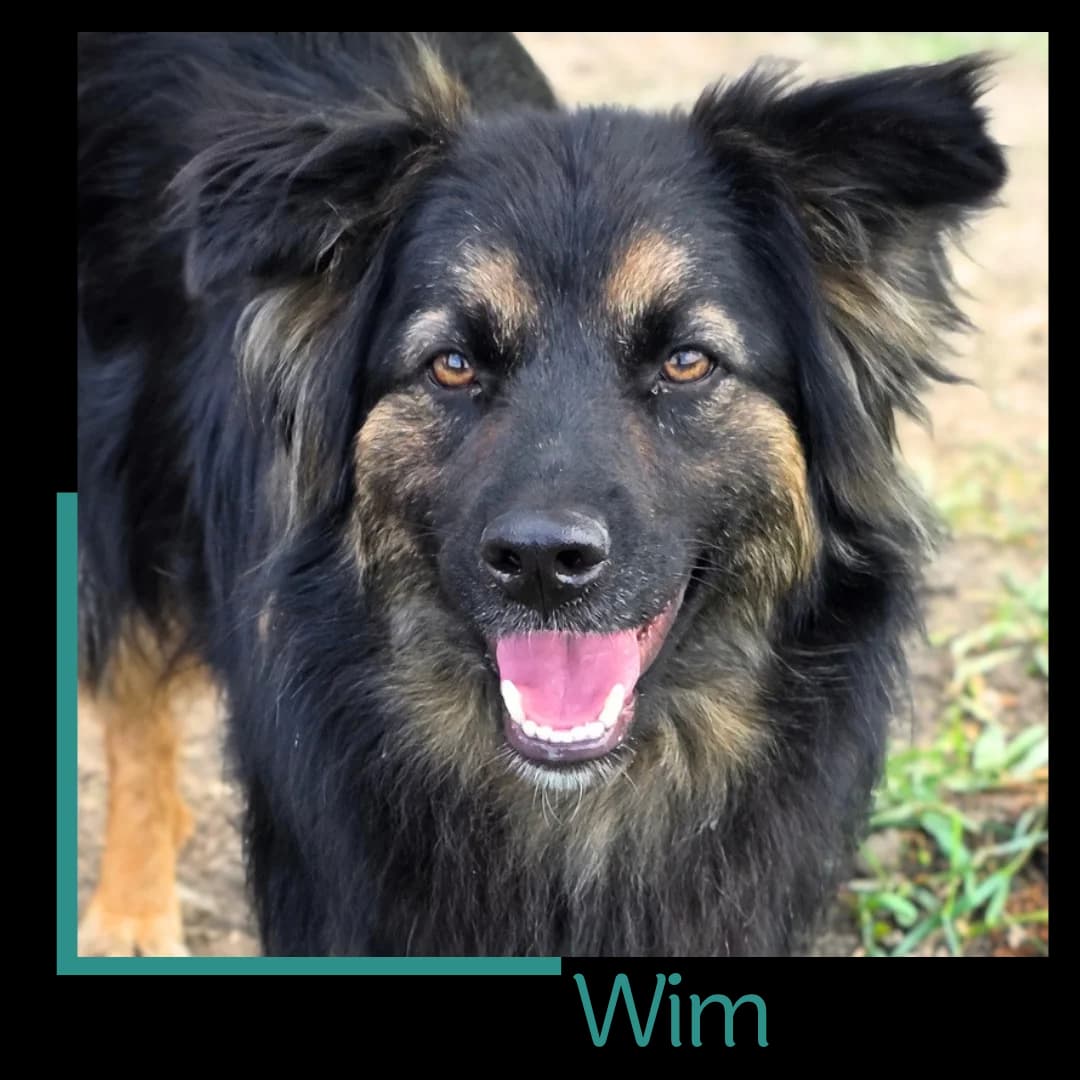 Wim, male 4yo Mixed Breed for adoption at Tiernothilfe Zweite Chance e.V., Bitterfeld - Wolfen