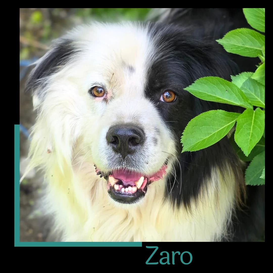 Zaro, male 7yo Mixed Breed for adoption at Tiernothilfe Zweite Chance e.V., Bitterfeld - Wolfen