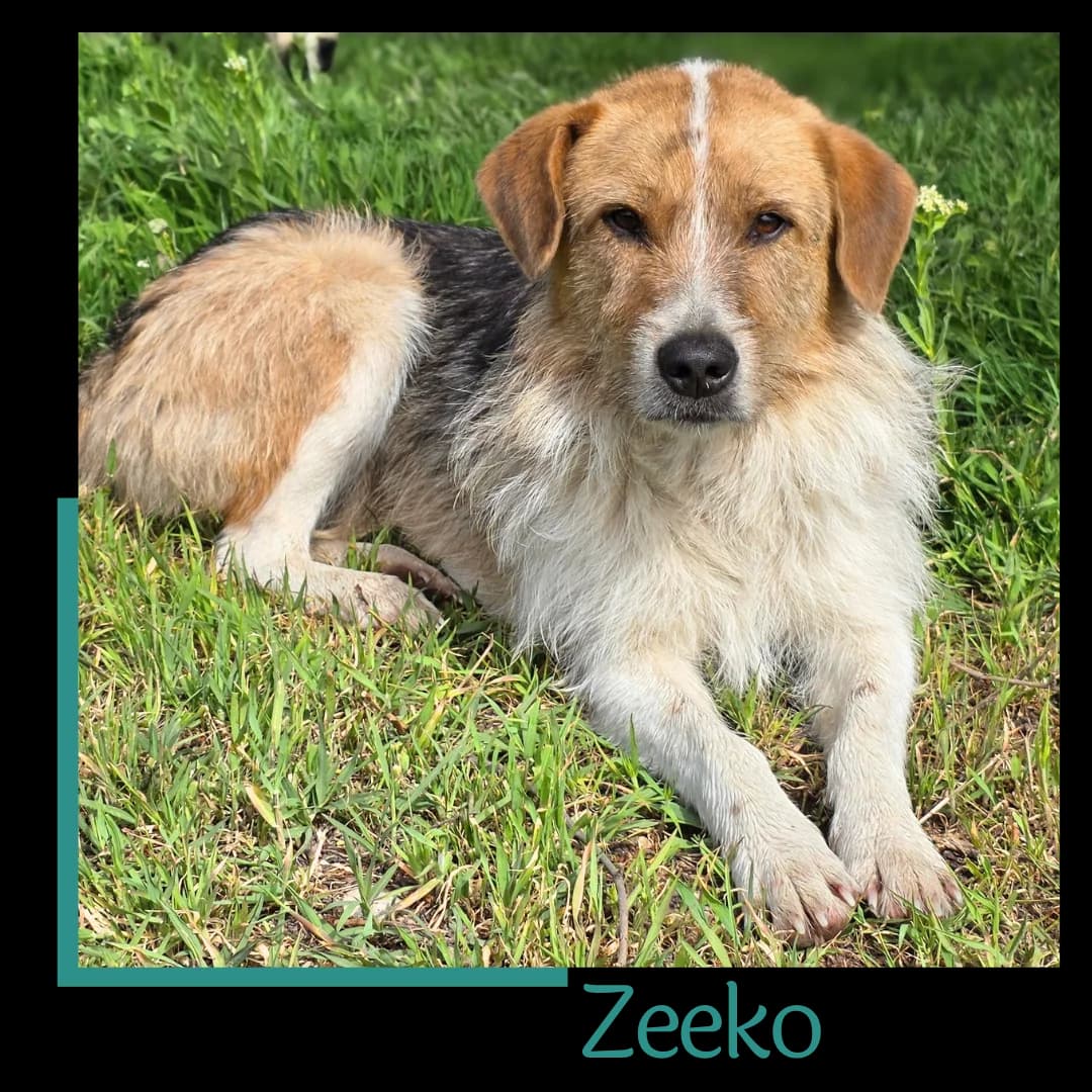Zeeko, male young Mixed Breed for adoption at Tiernothilfe Zweite Chance e.V., Bitterfeld - Wolfen