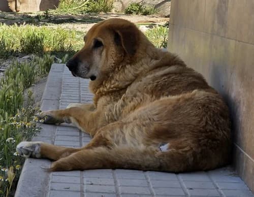 Mila, female senior mixed breed for adoption at TierNotTeam e.V., Friesoythe