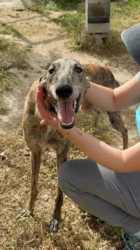 Lotti ab August in 66450, female 3yo Galgo Español for adoption at TierNotTeam e.V., Friesoythe