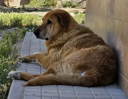 Mila, female senior mixed breed for adoption at TierNotTeam e.V., Friesoythe