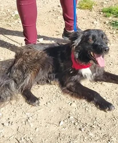 Pluto, male 4yo Mixed Breed for adoption at TierNotTeam e.V., Friesoythe