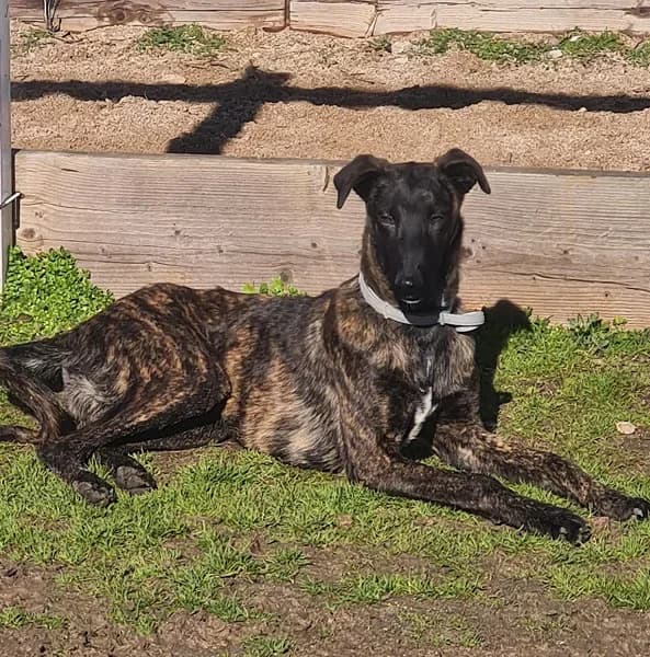 Civic, male Galgo Español for adoption at TierNotTeam e.V., Friesoythe