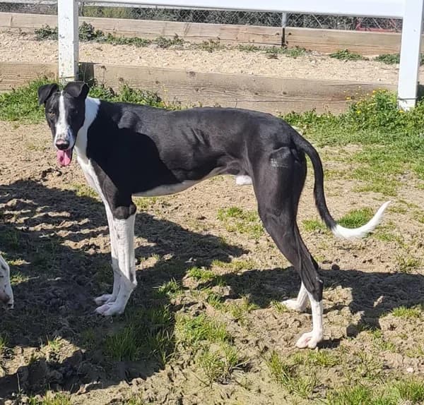 Navin, male Galgo Español for adoption at TierNotTeam e.V., Friesoythe