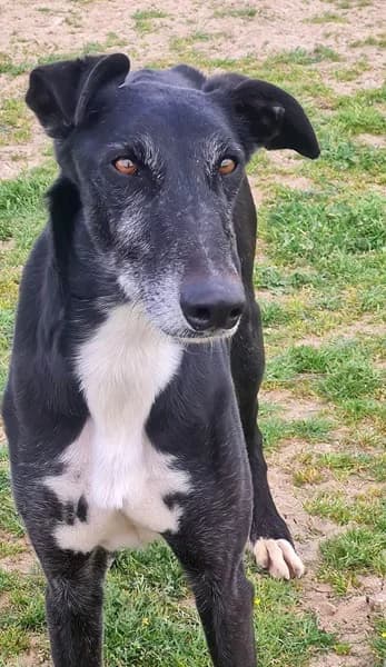 Omar, male Galgo Español for adoption at TierNotTeam e.V., Friesoythe