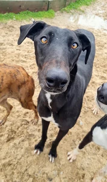 Bruce, male Galgo Español for adoption at TierNotTeam e.V., Friesoythe