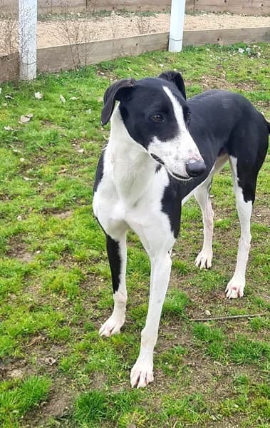Harley, male Galgo Español for adoption at TierNotTeam e.V., Friesoythe