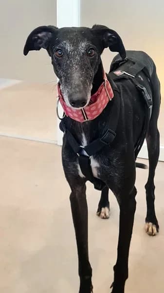 Congo, male 5yo Galgo Español for adoption at TierNotTeam e.V., Friesoythe
