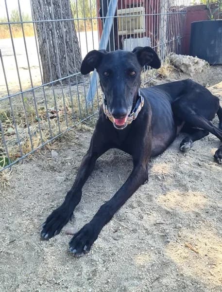 LIV, female Galgo Español for adoption at TierNotTeam e.V., Friesoythe