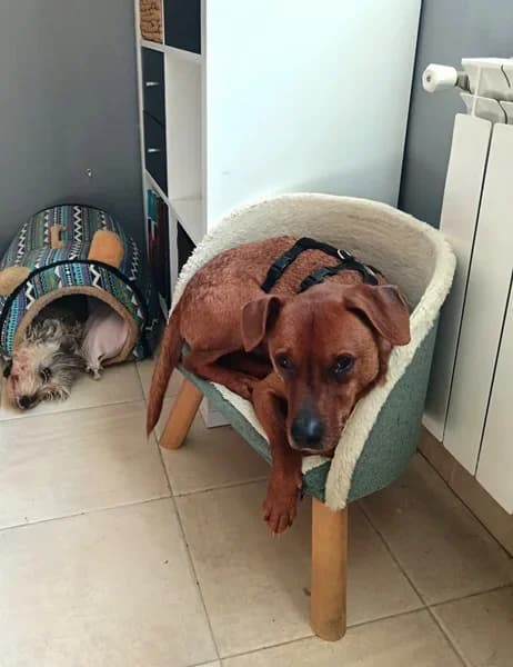 Brown, male Mixed Breed for adoption at TierNotTeam e.V., Friesoythe