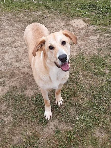 Brooklyn, female puppy mixed breed for adoption at TierNotTeam e.V., Friesoythe