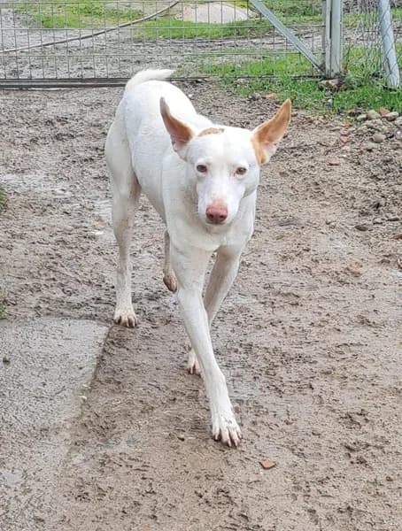 Paul, male Podenco for adoption at TierNotTeam e.V., Friesoythe