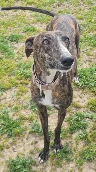 Tribu, male Galgo Español for adoption at TierNotTeam e.V., Friesoythe
