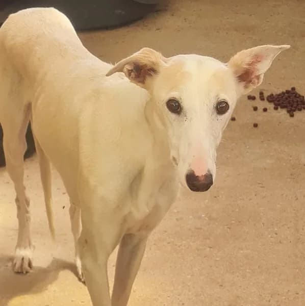 Mirabelle, female Galgo Español for adoption at TierNotTeam e.V., Friesoythe