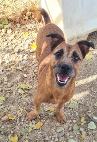 Vera, female Mixed Breed for adoption at TierNotTeam e.V., Friesoythe