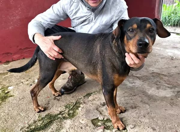Risto, male Mixed Breed for adoption at TierNotTeam e.V., Friesoythe