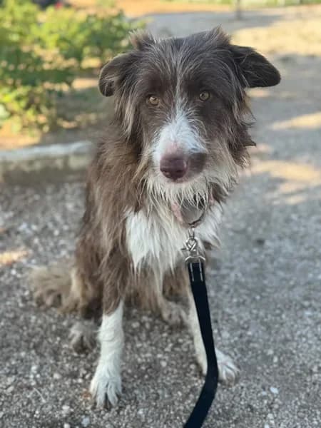 Lulu, female young Mixed Breed for adoption at TierNotTeam e.V., Friesoythe