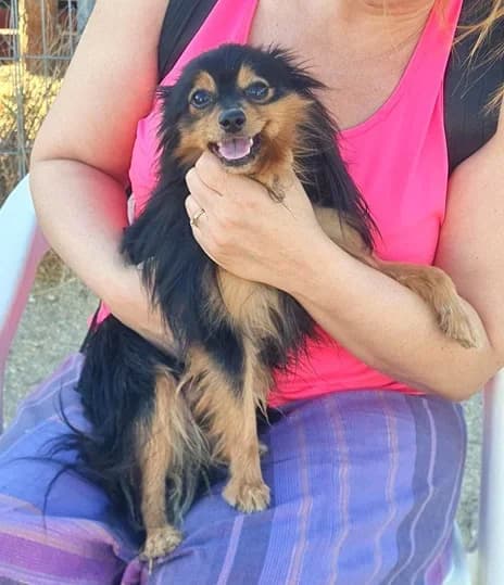 Pogo, male Pomeranian for adoption at TierNotTeam e.V., Friesoythe
