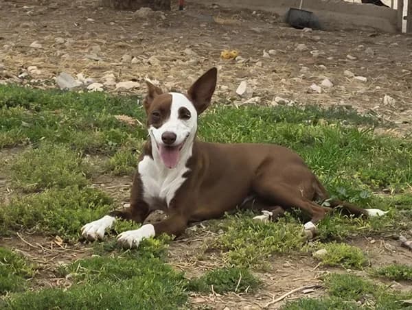 Leyla, female puppy Podenco for adoption at TierNotTeam e.V., Friesoythe
