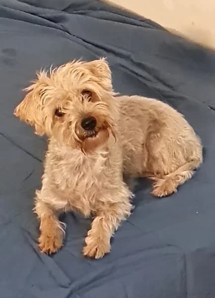 Itzel, Maltese for adoption at TierNotTeam e.V., Friesoythe