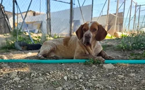 Toga, female 5yo mixed breed for adoption at TierNotTeam e.V., Friesoythe