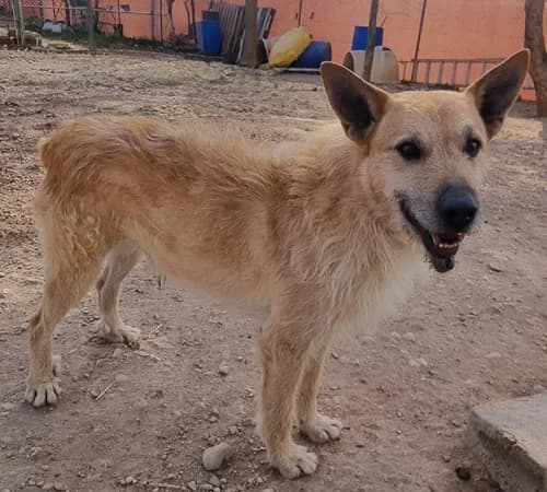 Whiskey, male senior Mixed Breed for adoption at TierNotTeam e.V., Friesoythe