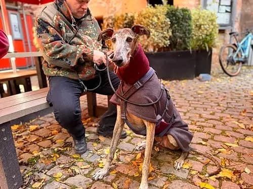 Yull, male Galgo Español for adoption at TierNotTeam e.V., Friesoythe