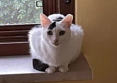 Agela, female young Mixed Breed for adoption at Tieroase Heuchelheim