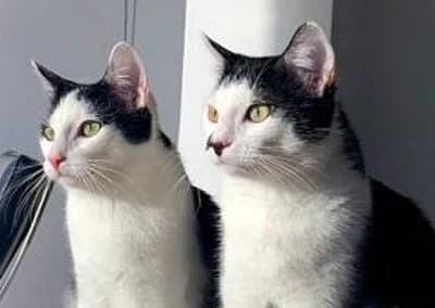 Bibi & Tina, 5yo Mixed Breed for adoption at Tieroase Heuchelheim