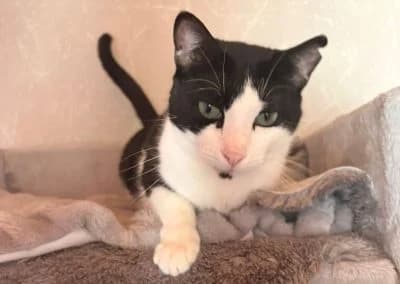 Kovu, male young Mixed Breed for adoption at Tieroase Heuchelheim