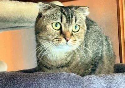 Raya & Nala, young Mixed Breed for adoption at Tieroase Heuchelheim