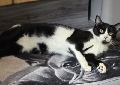 Rexi, male young Mixed Breed for adoption at Tieroase Heuchelheim