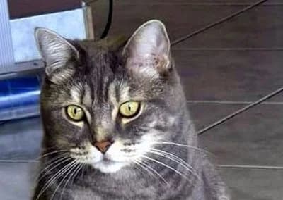 Sahel, male 7yo Mixed Breed for adoption at Tieroase Heuchelheim