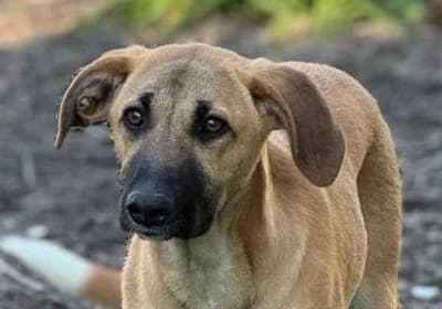 Africa, young Mixed Breed for adoption at Tieroase Heuchelheim