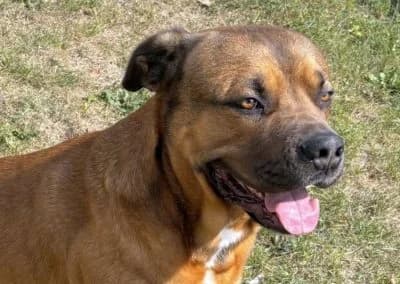 Balu, 5yo Mixed Breed for adoption at Tieroase Heuchelheim