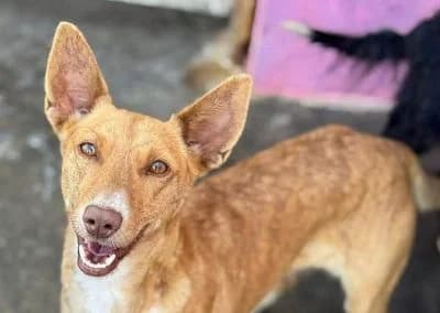 Bambona, female Mixed Breed for adoption at Tieroase Heuchelheim