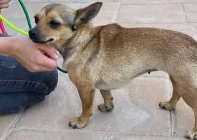 Broccoli, female Mixed Breed for adoption at Tieroase Heuchelheim