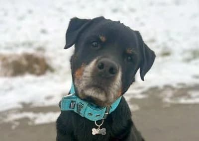 Donnie, male senior Mixed Breed for adoption at Tieroase Heuchelheim