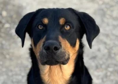 Guapo, young Mixed Breed for adoption at Tieroase Heuchelheim