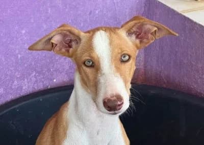 Livi, female puppy Mixed Breed for adoption at Tieroase Heuchelheim