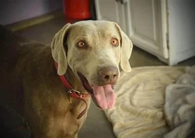 Romeo, 6yo Mixed Breed for adoption at Tieroase Heuchelheim
