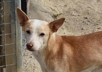 Rubio, male senior Mixed Breed for adoption at Tieroase Heuchelheim