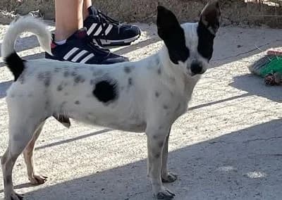 Tomy, young Mixed Breed for adoption at Tieroase Heuchelheim