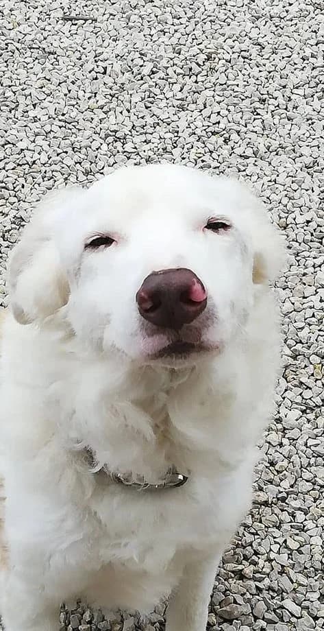 Jamie, Mixed Breed for adoption at Tieroase Stefanshof e.V., Wildenberg
