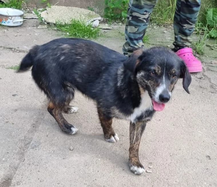 Menschen, female Mixed Breed for adoption at TierOase ThoMa e.V.