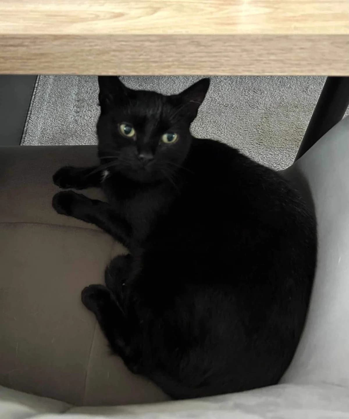 Körbchen, schwarz female 3yo Mixed Breed for adoption at TierOase ThoMa e.V.