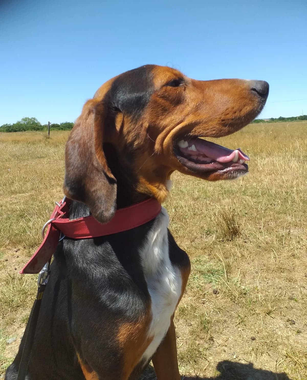 Familie, male 4yo Mixed Breed for adoption at TierOase ThoMa e.V.